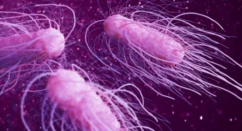 Salmonella Scare: California Eggs Linked to Multistate Outbreak