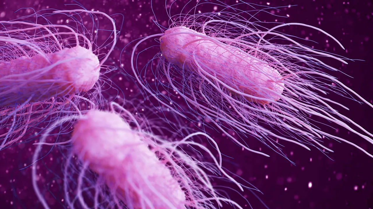 Salmonella Scare