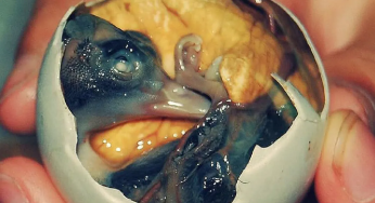 Balut: The Filipino Delicacy That Terrifies Tourists Worldwide!